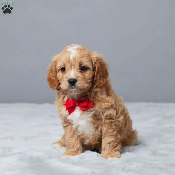 Mike, Cavapoo Puppy